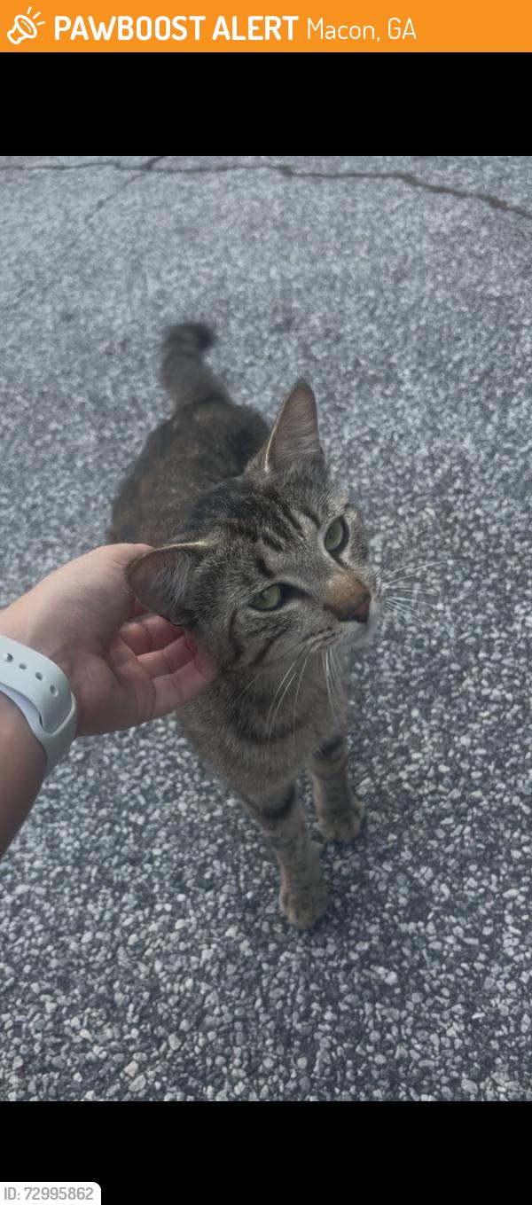 Found/Stray Male Cat last seen Hartley Avenue, Macon, Macon, GA 31204