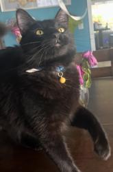 Reunited Male Cat last seen Blue pizza collar with yellow bell, Santa Ana, CA 92706