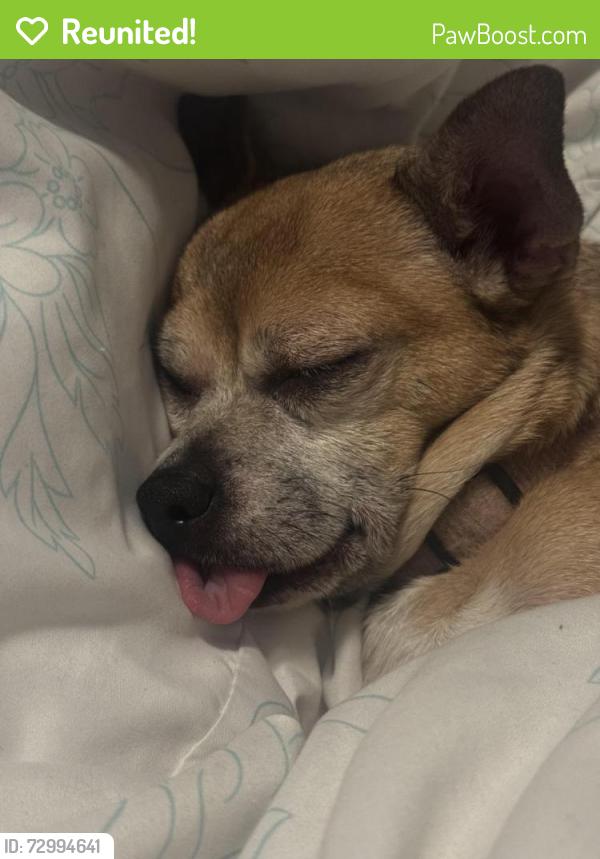 Reunited Female Dog last seen van nuys and saticoy st , Los Angeles, CA 91405