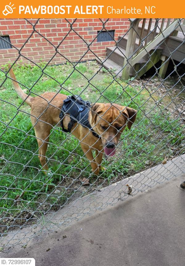 Found/Stray Male Dog last seen Statesville Ave, Charlotte, NC 28206