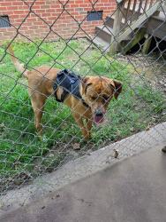 Found/Stray Male Dog last seen Statesville Ave, Charlotte, NC 28206