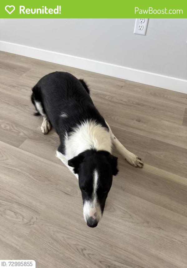 Reunited Female Dog last seen Alma Ln, Southside, Locust Ln, Happy Valley , Nampa, ID 83686