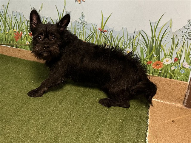 Shelter Stray Male Dog last seen , 38550 Sierra Hwy, Palmdale, CA 93550, USA