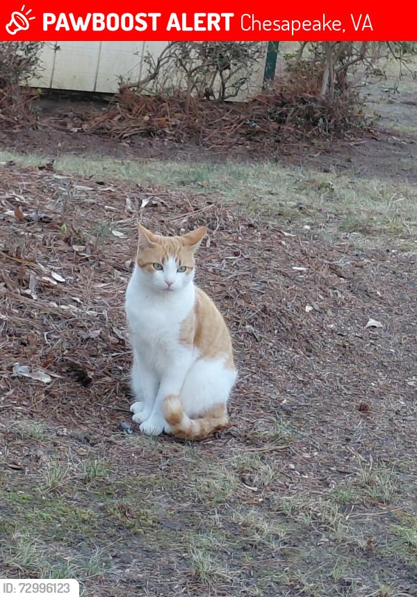 Lost Female Cat last seen Taylor road, Chesapeake, VA 23321
