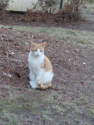 Lost Female Cat last seen Taylor road, Chesapeake, VA 23321