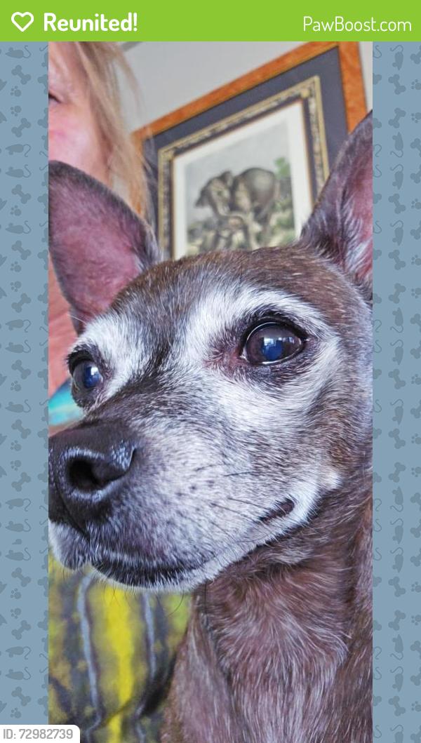 Reunited Male Dog last seen Near E 12th St Pueblo CO 81001, Pueblo, CO 81001