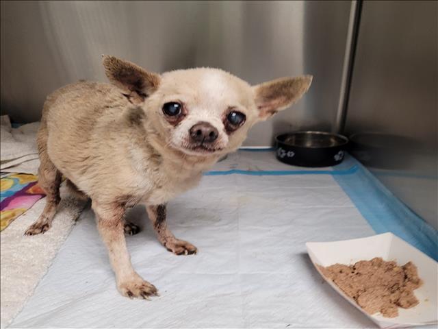 Shelter Stray Female Dog last seen , 11361 W Pico Blvd, Los Angeles, CA 90064, USA