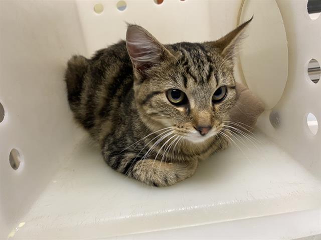 Shelter Stray Female Cat last seen Near BLOCK N RICHARDS ST, 3839 W Burnham St, West Milwaukee, WI 53215, USA