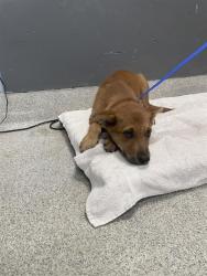 Shelter Stray Male Dog last seen Near BLOCK L W BARFIELD RD, TALLAHASSEE FL 32310, 1125 Easterwood Dr, Tallahassee, FL 32311, USA