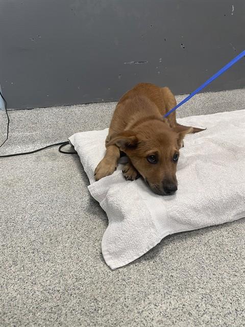 Shelter Stray Male Dog last seen Near BLOCK L W BARFIELD RD, TALLAHASSEE FL 32310, 1125 Easterwood Dr, Tallahassee, FL 32311, USA