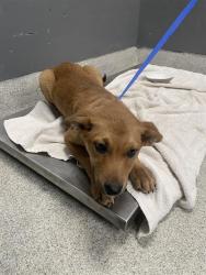 Shelter Stray Female Dog last seen Near BLOCK L W BARFIELD RD, TALLAHASSEE FL 32310, 1125 Easterwood Dr, Tallahassee, FL 32311, USA