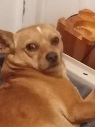 Lost Male Dog last seen Polo corner, Livermore, CA 94550