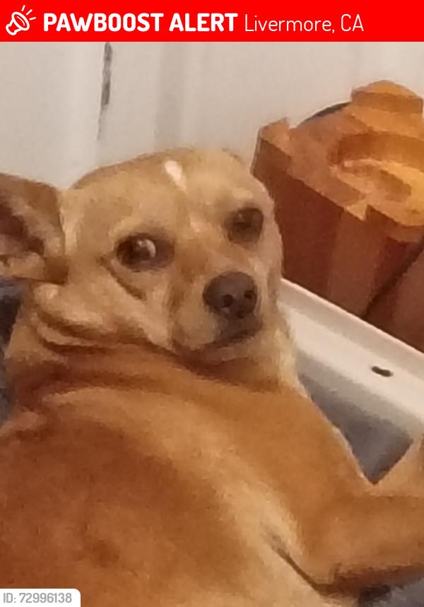 Lost Male Dog last seen Polo corner, Livermore, CA 94550
