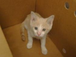Shelter Stray Female Cat last seen OAK AVE & MOUNTAIN AVE, 95662, 3839 Bradshaw Rd, Sacramento, CA 95827, USA