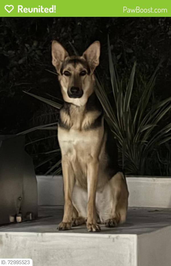 Reunited Female Dog last seen On el canon blvd , Los Angeles, CA 91367