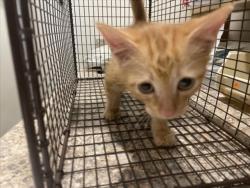 Shelter Stray Male Cat last seen Near BLOCK TOPAZ, 227 N D St, Perris, CA 92570, USA