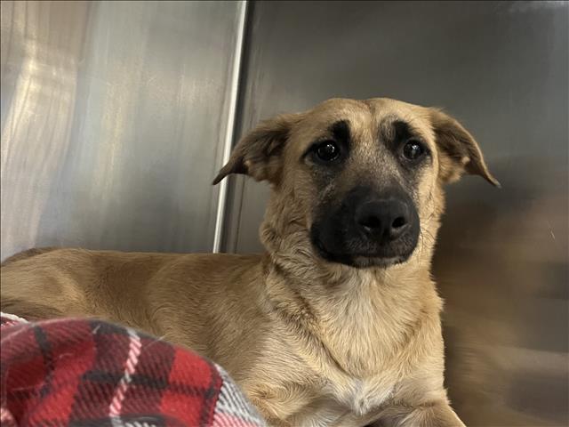 Shelter Stray Female Dog last seen , 957 N Gaffey St, San Pedro, CA 90731, USA