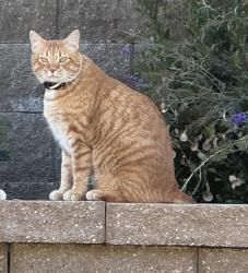 Reunited Male Cat last seen Taconic & Lodge Trail, Meridian, ID 83642