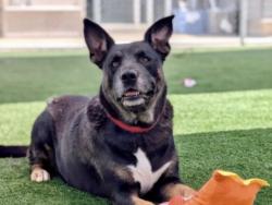 Shelter Stray Female Dog last seen , 957 N Gaffey St, San Pedro, CA 90731, USA