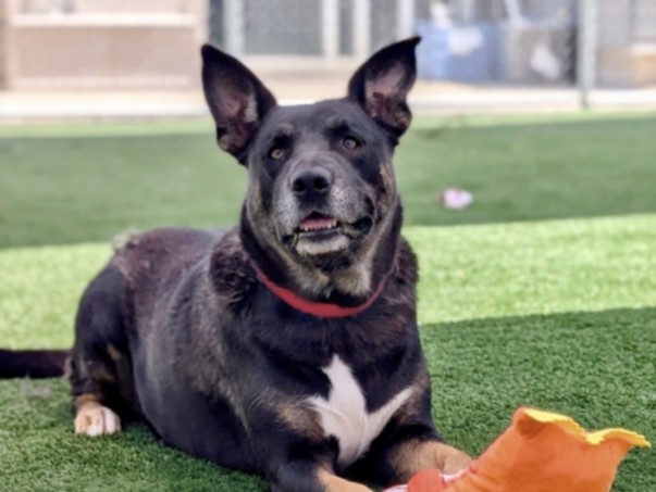 Shelter Stray Female Dog last seen , 957 N Gaffey St, San Pedro, CA 90731, USA