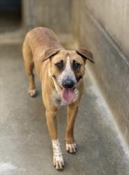 Shelter Stray Female Dog last seen , 957 N Gaffey St, San Pedro, CA 90731, USA