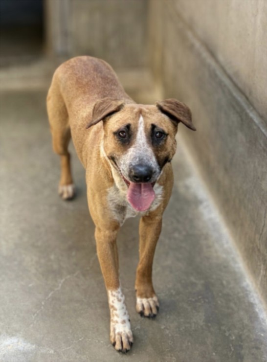 Shelter Stray Female Dog last seen , 957 N Gaffey St, San Pedro, CA 90731, USA