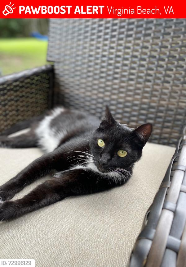 Lost Female Cat last seen Belspring Road / northvale road , Virginia Beach, VA 23464