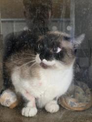 Shelter Stray Female Cat last seen , 957 N Gaffey St, San Pedro, CA 90731, USA
