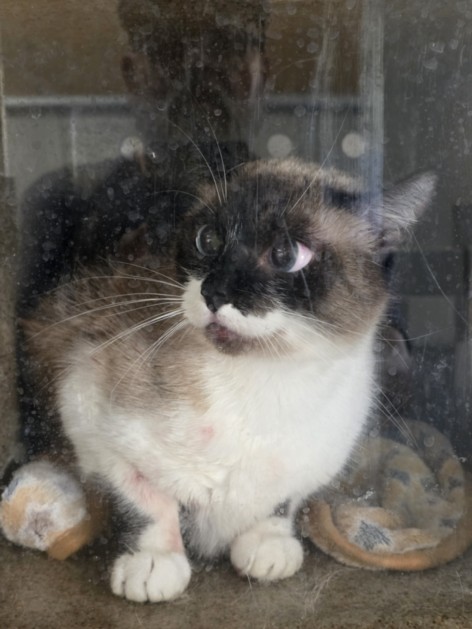Shelter Stray Female Cat last seen , 957 N Gaffey St, San Pedro, CA 90731, USA
