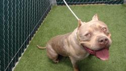 Shelter Stray Female Dog last seen , 11258 Garfield Ave, Downey, CA 90242, USA