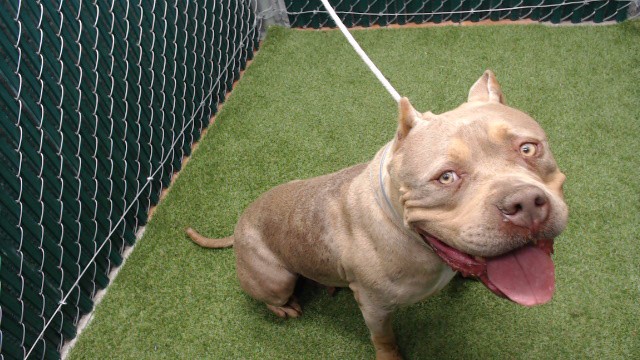 Shelter Stray Female Dog last seen , 11258 Garfield Ave, Downey, CA 90242, USA