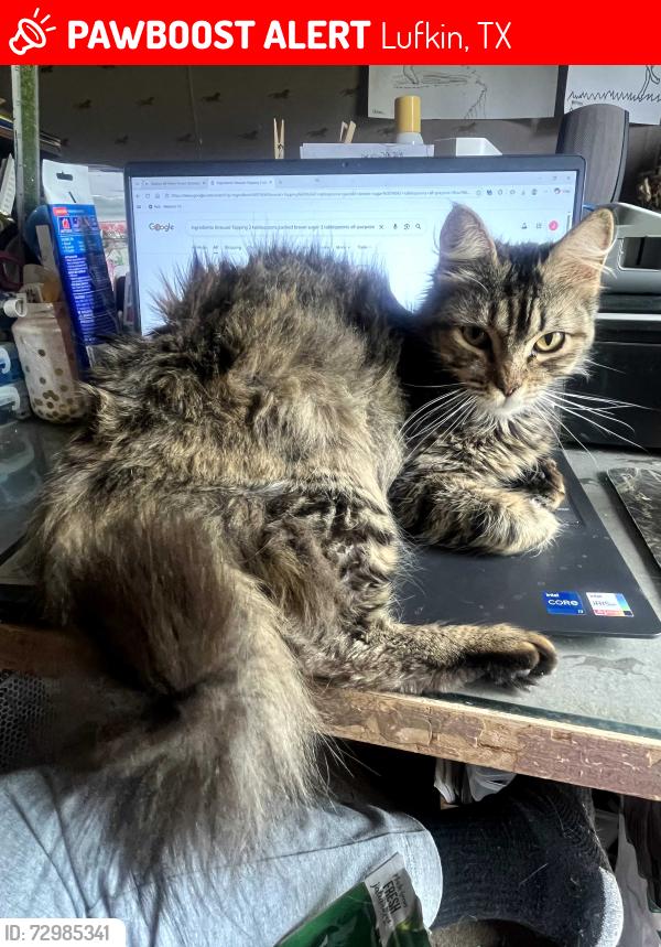 Lost Female Cat last seen Bethlehem(FM706) & EvansGann Rd, Hudson, Lufkin, TX 75904