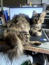 Lost Female Cat last seen Bethlehem(FM706) & EvansGann Rd, Hudson, Lufkin, TX 75904