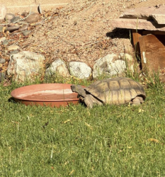 Lost Male Reptile last seen Tenaya and Ayers Rock, Nevada Trails, Enterprise, NV 89113