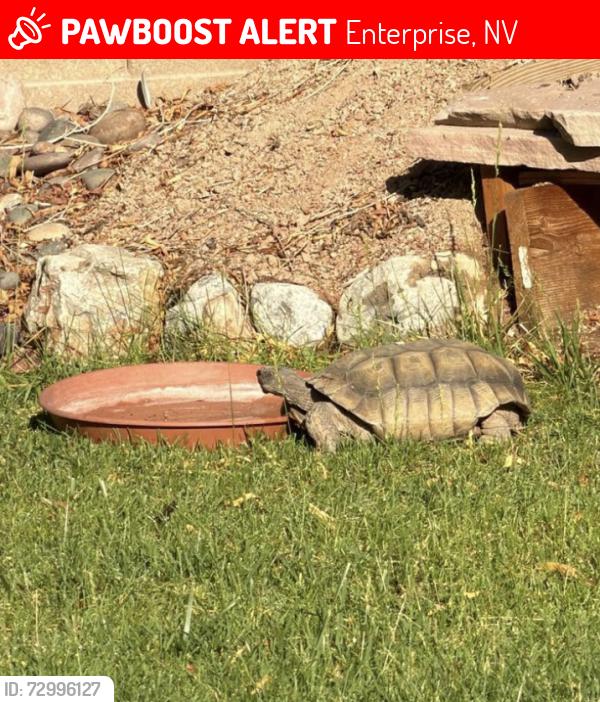 Lost Male Reptile last seen Tenaya and Ayers Rock, Nevada Trails, Enterprise, NV 89113