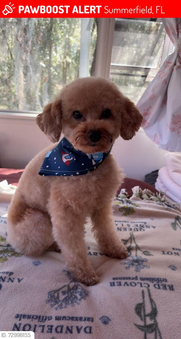 Lost Male Dog last seen Dj and Gina’s lounge , Summerfield, FL 34491