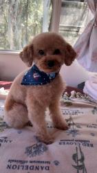 Lost Male Dog last seen Dj and Gina’s lounge , Summerfield, FL 34491