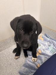 Found/Stray Female Dog last seen Colbert, GA, Colbert, GA 30628