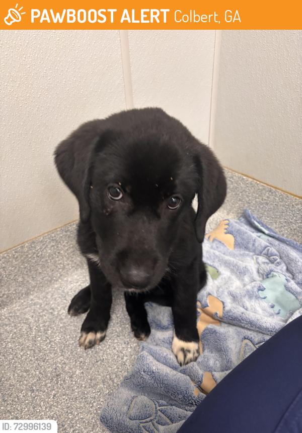 Found/Stray Female Dog last seen Colbert, GA, Colbert, GA 30628