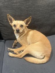 Found/Stray Male Dog last seen N. Livermore Ave, Livermore, CA 94551
