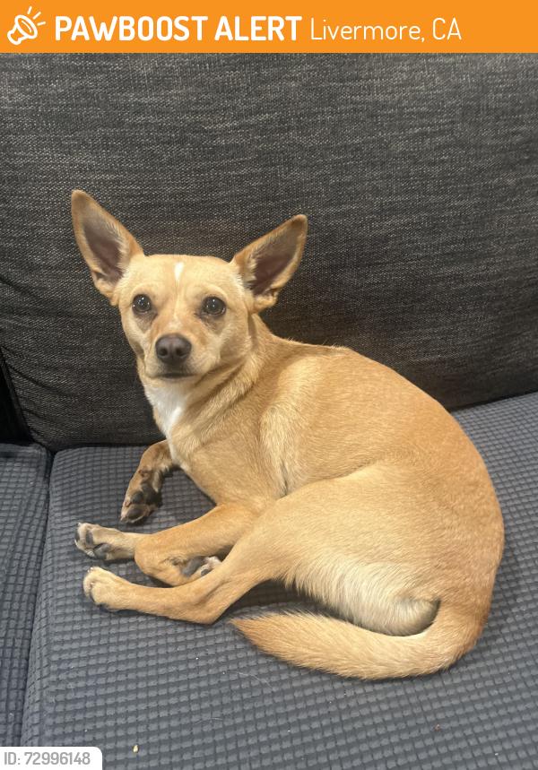 Found/Stray Male Dog last seen N. Livermore Ave, Livermore, CA 94551