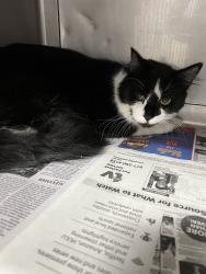 Shelter Stray Male Cat last seen , West Valley Animal Shelter, 20655 Plummer St, Chatsworth, CA 91311, USA