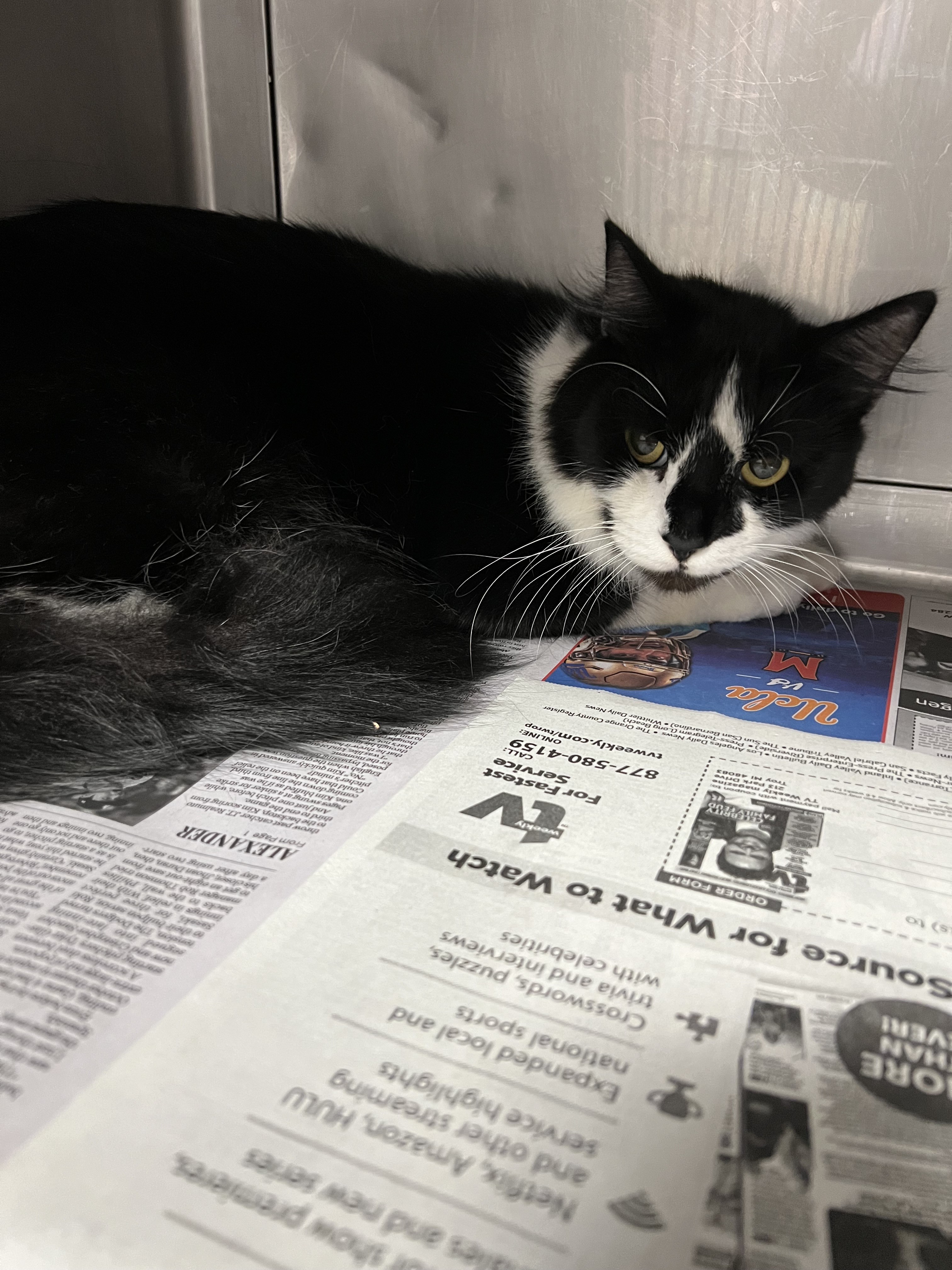 Shelter Stray Male Cat last seen , West Valley Animal Shelter, 20655 Plummer St, Chatsworth, CA 91311, USA
