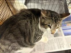 Shelter Stray Male Cat last seen , West Valley Animal Shelter, 20655 Plummer St, Chatsworth, CA 91311, USA