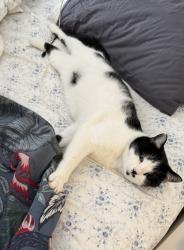 Lost Female Cat last seen Willow lake drive, Indianapolis, IN 46268