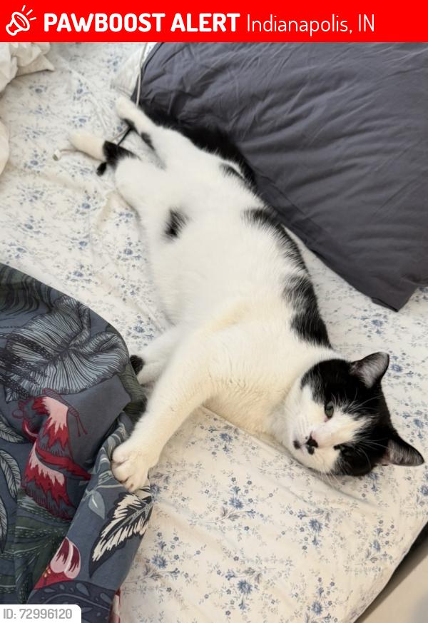 Lost Female Cat last seen Willow lake drive, Indianapolis, IN 46268