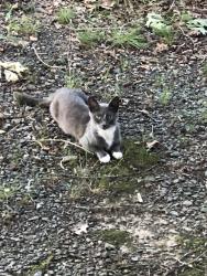 Found/Stray Unknown Cat last seen Medlin Road near Macedonia Church Road & Lake Monroe, Monroe, NC 28112