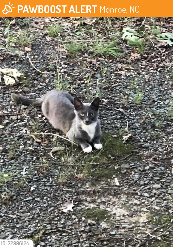 Found/Stray Unknown Cat last seen Medlin Road near Macedonia Church Road & Lake Monroe, Monroe, NC 28112