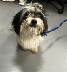 Shelter Stray Male Dog last seen Near BLOCK DAVIS RD, LAEKVIEW, CA, San Jacinto, CA 92582, USA