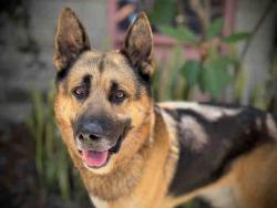 Shelter Stray Male Dog last seen , 5821 Sweetwater Rd, Bonita, CA 91902, USA